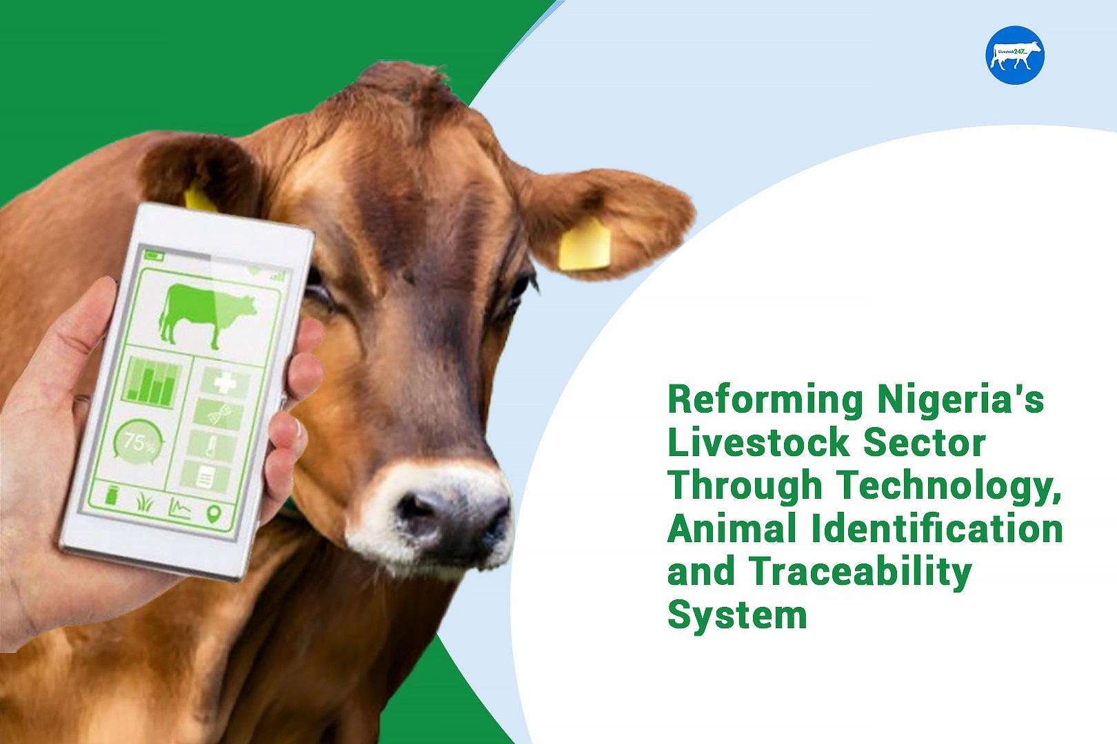 Reforming Nigeria’s Livestock Sector through Technology, Animal Identification and Traceability Systems - Cover Image